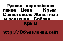 Русско- европейская лайка › Цена ­ 1 - Крым, Севастополь Животные и растения » Собаки   . Крым